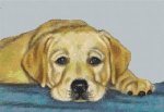 (image for) Yellow Lab Pup - Time Out